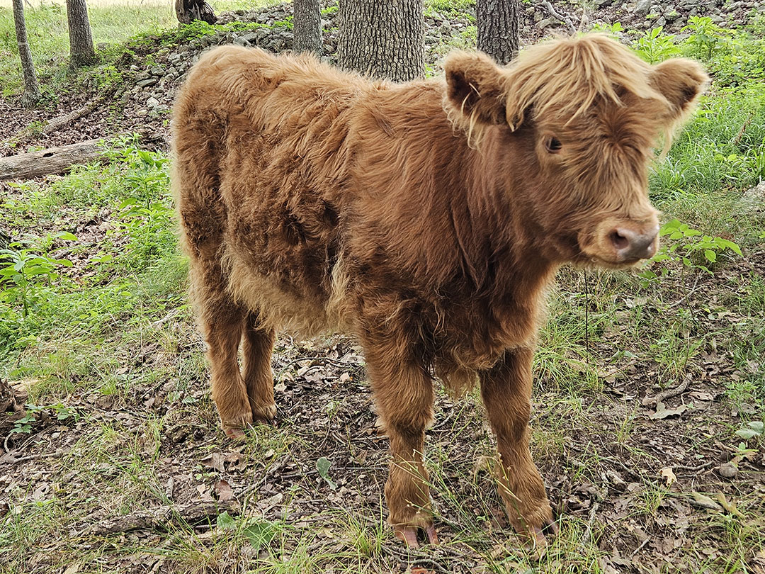 Heartland Highland Cattle Association - Classifieds