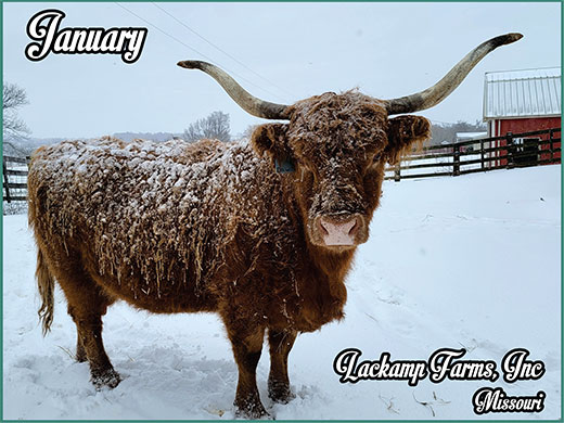 Heartland Highland Cattle Association 2023 HHCA Calendar