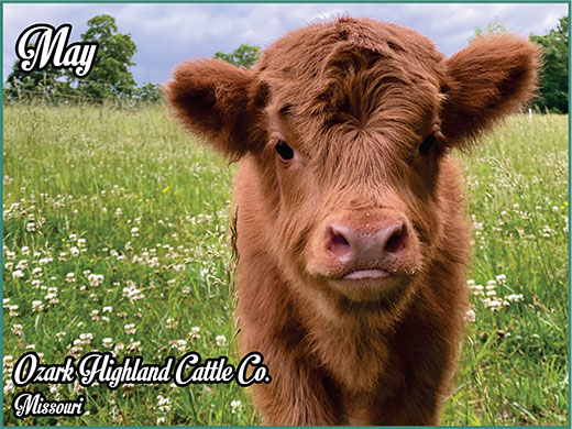 Heartland Highland Cattle Association 2023 Hhca Calendar
