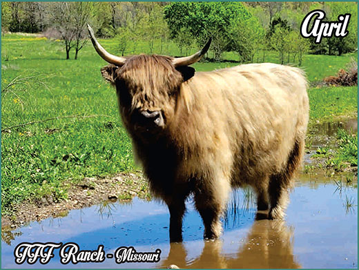 Heartland Highland Cattle Association 2024 Hhca Calendar